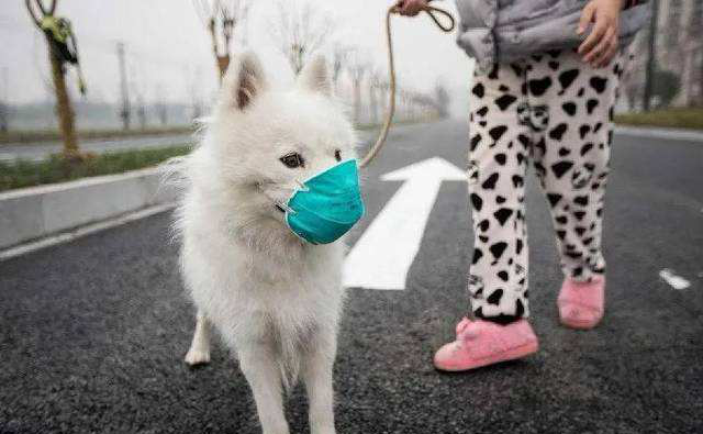 SASR-Cov-2 పెంపుడు జంతువులకు వ్యాపిస్తుందా?